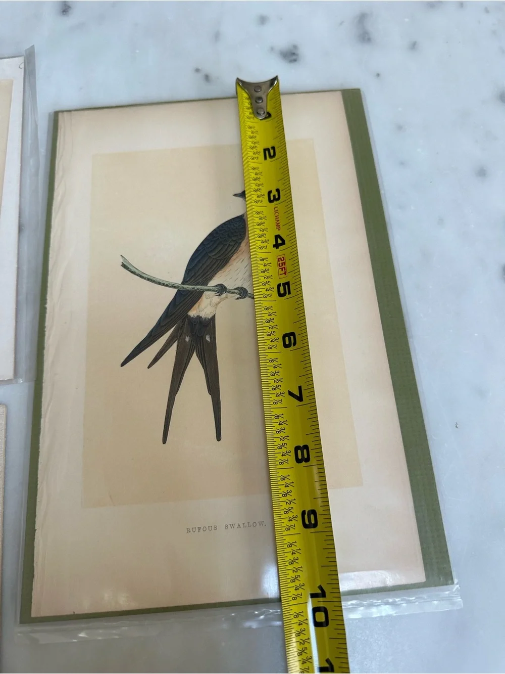 1800s Jardines Natural History Birds Chromolithograph Prints